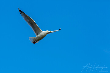 Seagull in flight