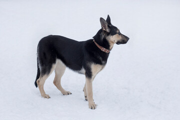 East european shepherd is standing on a white snow in the winter park. Pet animals.