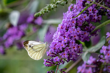 Ein Weißling (Schmetterling) an einem lila Sommerflieder seitlich mit aufgestellten Flügeln.