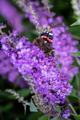 Pfauenauge an einem Flieder