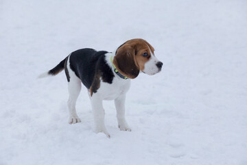 Little english beagle puppy is standing on a white snow in the winter park. Four month old. Pet animals.