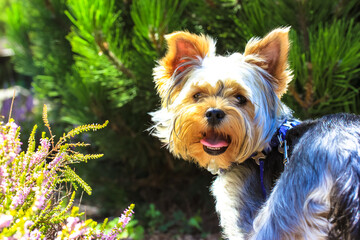 Funny cute little Yorkshire Terrier dog standing in the park with his tongue out against a natural green backdrop. Pines, spruces, blooming lilac heather in the botanical garden. Brown puppy outdoors.