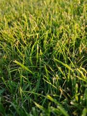 green grass background