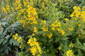 Lysimachia punctata is a perennial plant in the genus Outlaw family, which can grow up to 70 cm tall.,Helgeland,Nordland county,scandinavia,Europe