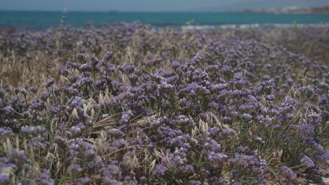 Limonium sinuatum winged mediterranean sea lavender growing wild in Cyprus seashore. Wonderful coastline in Paphos, Cyprus with purple flowers in May. Wildflowers purple on the rocky coast in paphos.