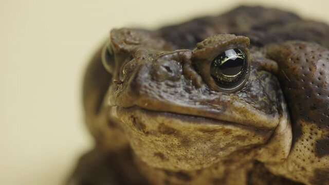 Cane Toad, Bufo marinus, sitting on a beige background in the studio. Rhinella marina or Poisonous toad yeah of petting zoo. Large warty brown amphibian frog. Toxic exotic animal. Close up.