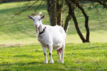 Goat countryside meadow bio old rural wild