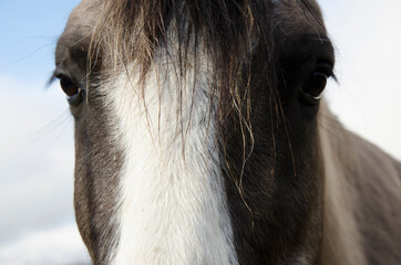 horse eyes, looking straight ahead closely