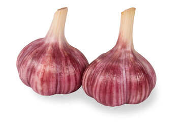 Obraz premium Two onions of fresh raw garlic isolated on a white background.A bright vegetable on a white background.