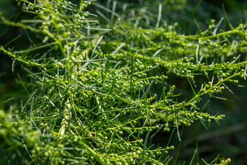 Seasonal natural background with bokeh and a small depth of field. Close-up.