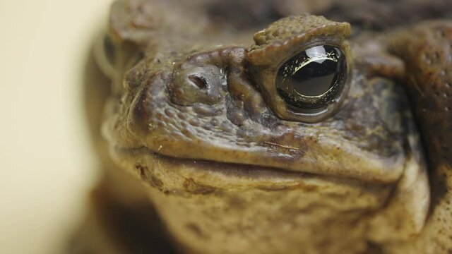 Macro portrait Cane Toad, Bufo marinus, sitting on a beige background in the studio. Rhinella marina or Poisonous toad yeah of petting zoo. Muzzle of large warty brown amphibian frog. Close up.