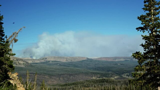 Stunning view of a large cloud of smoke from a wildfire in the Uinta Wasatch Cache National Forest in Utah from the Bald Mountain hike on a bright clear blue sunny summer day with large pine trees.