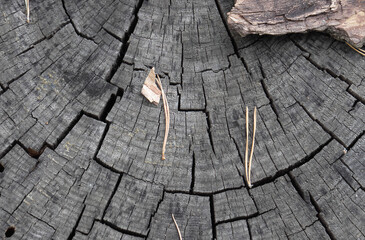 old wood texture
