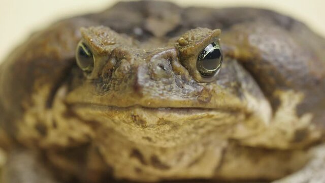Macro portrait Cane Toad, Bufo marinus, sitting on a beige background in the studio. Rhinella marina or Poisonous toad yeah of petting zoo. Muzzle of large warty brown amphibian frog. Close up.