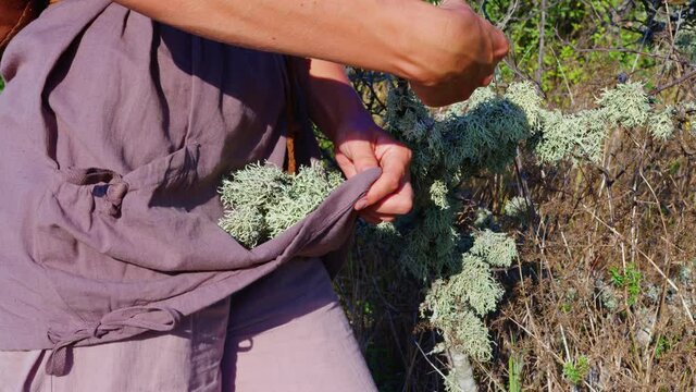 Young woman collects herbs for incense in a mountain forest. Girl picks dry lichen, oakmoss (Evernia prunastri)