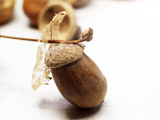 Beautiful acorn, oak. Macro photo.