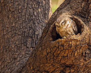 Spotted owl resting in its nest-Rest is Beat