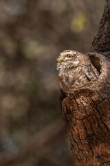Spotted Owl looking up in mood of prayer