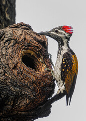 Black-rumped flameback at its nest