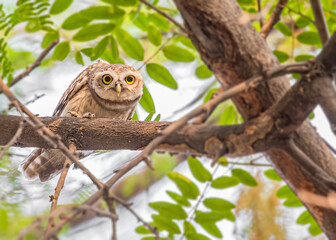An alert spotted owl on tree