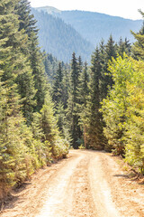 Spider forests in the Kurtun district of Gumushane