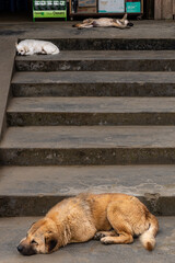 Stair dogs