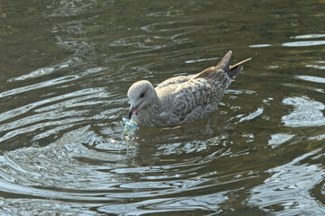 Juvenile herring gull fishing a pacifier out of the pond - Larus argentatus