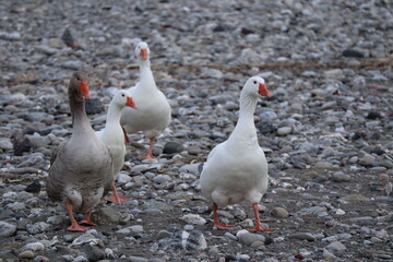 group of ducks