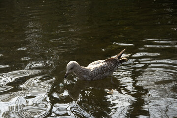 Juvenile herring gull fishing a pacifier out of the pond - Larus argentatus