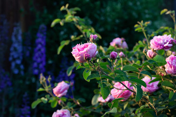pink roses with buds on a dark blurred background, close-up