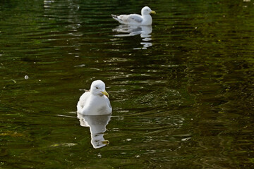 White adult herring gull in the pond - Larus argentatus