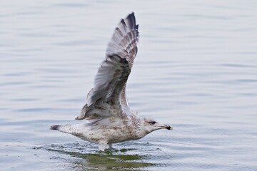 Möwe im Flug