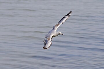 Möwe im Flug