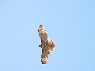 Geier fliegt am Himmel