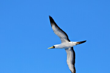 Albatros vor blauem Himmel