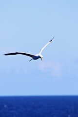 Fototapeta na wymiar Albatros vor blauem Himmel