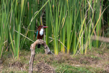 A kingfisher sits on a branch among the greenery on Lake Wildlife concept.