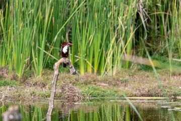 A kingfisher sits on a branch among the greenery on Lake Wildlife concept.