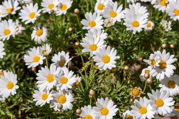 Field of medicinal chamomile good herbs for healthy tea agains virus infection. Camomile.