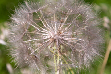 Fototapeta premium Big dandelion flower photographed close-up