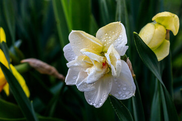 beautiful summer terry daffodils