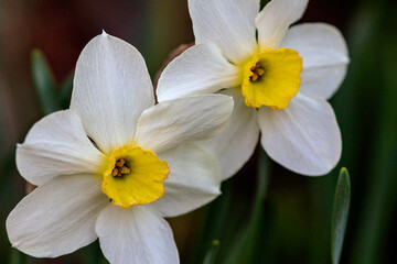 Fototapeta na wymiar beautiful summer Poeticus daffodils
