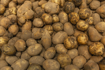 A pile of fresh dirty potatoes in the store. New harvest. Background. Space for text.