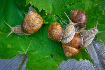 Edible snail Helix pomatia on grape leaves. Selective focus