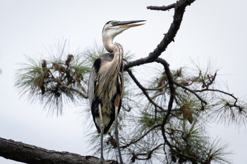 Great Blue Heron