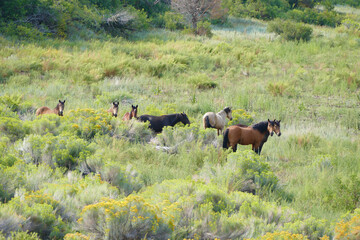 a herd of horses grazing in a grassy meadow with flowers