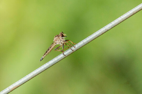 Mutuca pousada em arame de a&ccedil;o e fundo desfocado de cor verde.