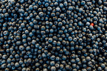 background of ripe forest blueberries, the concept of harvest and wild berries