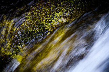 water flowing in the forest
