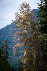 trees in the mountains